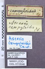 Etikette zu Ascesis campyloides (NHMW-ZOO-COL-0010546)